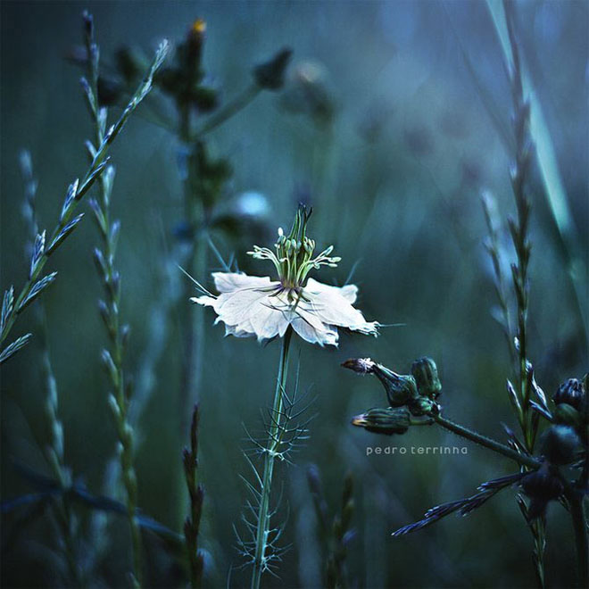 beatiful-dream-colorful-pedro-terrinha-photography